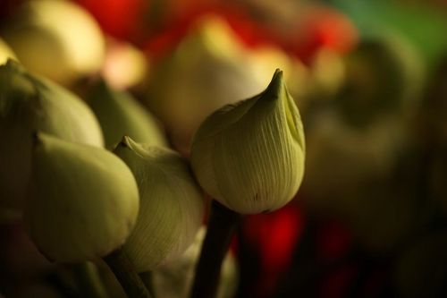 Phật tử có được tìm hiểu sách Tỳ-ni và Cảnh sách?