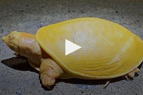 Clip: Chú rùa bạch tạng toàn thân vàng óng bất thường