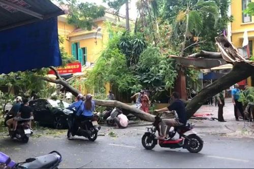 Hải Phòng: Cành cây phượng gãy đổ, đè bẹp ô tô con