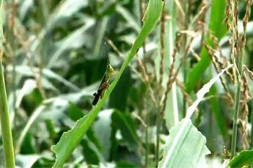 Sẵn sàng phương án phòng trừ châu chấu tre ở Điện Biên