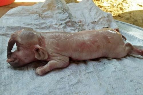 Lợn một mắt, lông mày như người: Điểm 'quái thú' ở Việt Nam