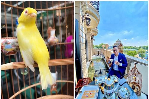 Đại gia Hà thành 'ném' tiền tỷ chơi chim, cá cảnh là ai?