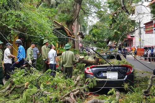 Cành phượng cổ thụ gãy đè bẹp hàng loạt ô tô, xe máy ở Hải Phòng