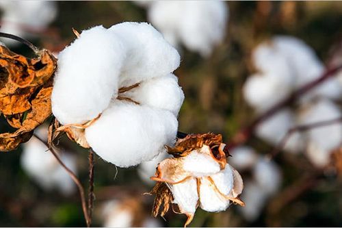 Ấn Độ nỗ lực đẩy mạnh xuất khẩu bông sang Việt Nam và Bangladesh