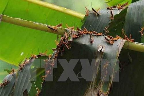 Bộ NN và PTNN: Châu chấu sa mạc chưa xâm nhập vào lãnh thổ Việt Nam