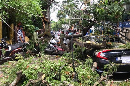 2 cành phượng hơn 70 năm tuổi ở Hải Phòng gãy đổ đè trúng nhiều xe máy và ô tô ven đường