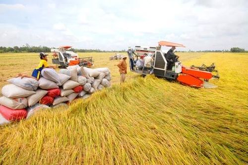 Giá lúa gạo hôm nay ngày 27/07: Không có biến động