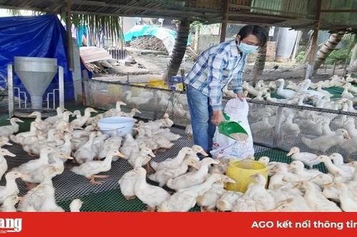 Vịt siêu nạc, hiệu quả kinh tế cao