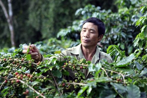Phát triển vùng sản xuất nông nghiệp tập trung