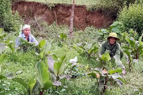 Hiệu quả đào tạo nghề nông nghiệp cho lao động nông thôn ở Mường Chà