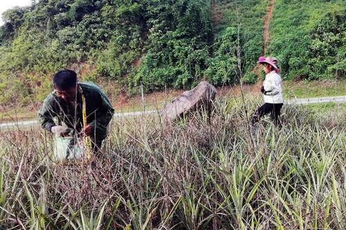 Tăng cường liên kết tiêu thụ sản phẩm OCOP