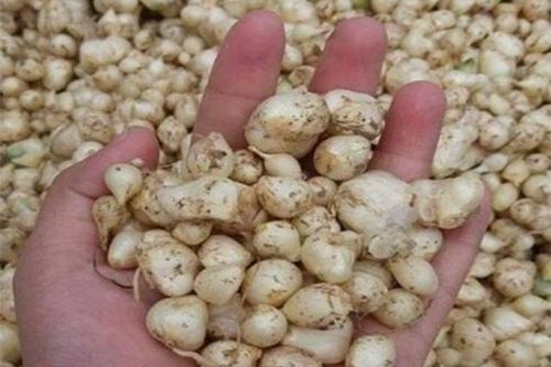 Hành tăm làm ấm tỳ vị, giảm ho tiêu đờm