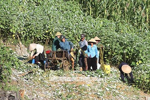 Liên Hòa mở rộng diện tích cây gai xanh