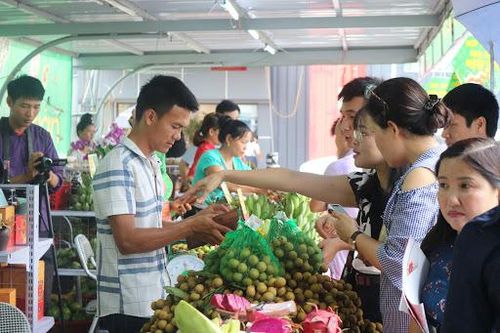 Xúc tiến tiêu thụ, xuất khẩu sản phẩm nhãn Sơn La