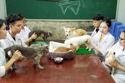 Cụ bà U90 suốt 7 năm mở phòng khám châm cứu chữa bệnh cho thú cưng miễn phí