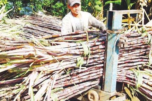 Nguy cơ đường lỏng nhập ngoại 'phá' đường nội