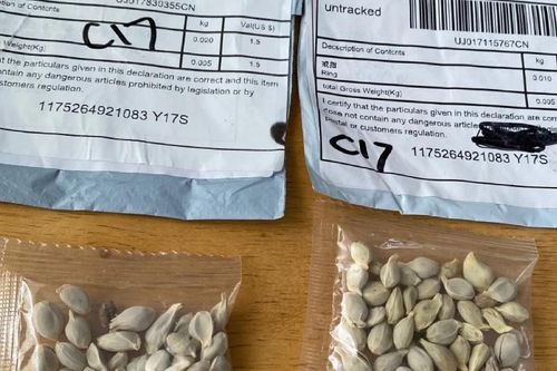 Mỹ cảnh báo người dân về hạt giống bí ẩn được gửi từ Trung Quốc