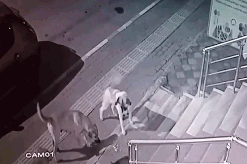 Mèo 'đại chiến' 6 con chó nhà và diễn biến khó tin