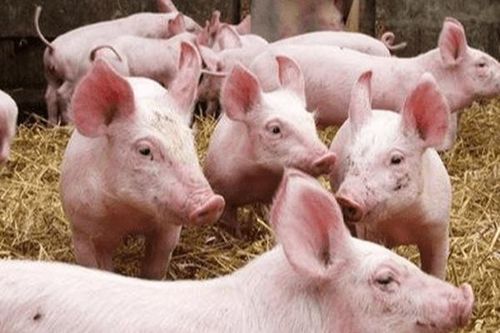 Giá heo hơi hôm nay 28/7: Tiếp tục leo cao, dao động từ 81.000 - 92.000 đồng/kg