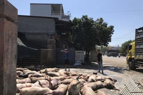 Thừa Thiên Huế: Hàng chục con lợn chết 'phơi bụng' trước cửa lò mổ