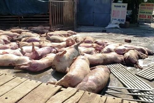 Gần 100 con lợn chết trương phình nằm la liệt trước cổng lò mổ