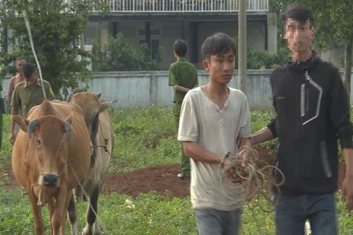 Gã trai trộm bò, thuê xe chở từ Khánh Hòa lên Đắk Lắk bán