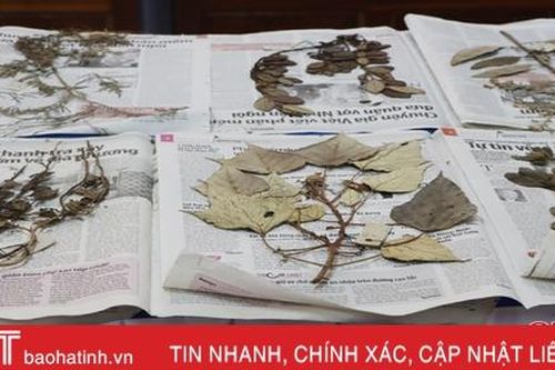 Một số loài thảo dược tại Hà Tĩnh có khả năng hạn chế ung thư