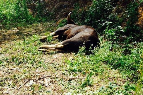 Bộ TN-MT đề nghị Đồng Nai xử nghiêm nhóm giết hại bò tót quý hiếm