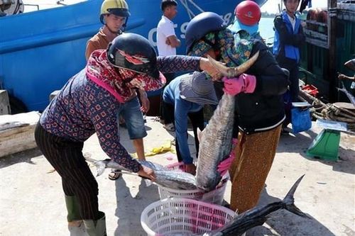 Khắc phục 'thẻ vàng' IUU: Nỗ lực đồng lòng giữa các địa phương