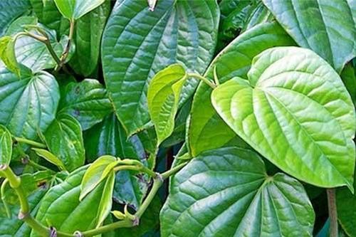 Vì sao gia đình bạn nên trồng ngay cây này trong nhà dù chật hẹp tới mấy?
