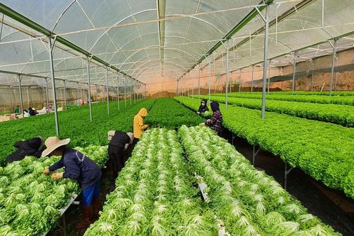 Xuất sang thị trường Hàn Quốc 30 tấn rau xà lách