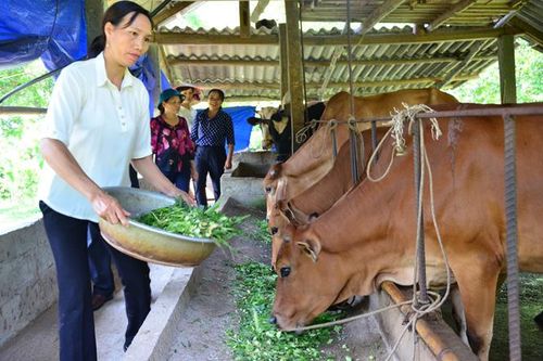Hiệu quả bước đầu của mô hình Tổ hợp tác chăn nuôi bò