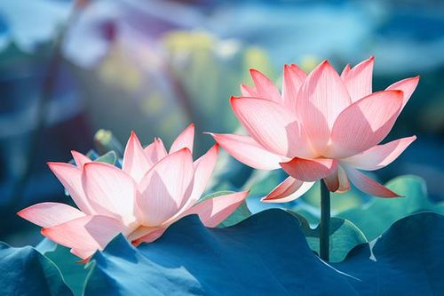 Tu thiệt, thân an tâm lạc!