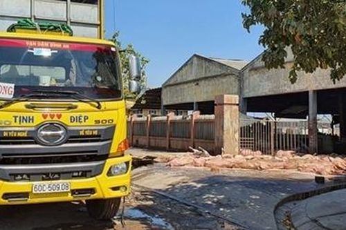 Xe tải vận chuyển hàng chục con lợn chết đỗ trước lò mổ