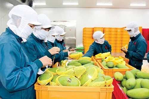 Xuất khẩu nông, lâm, thủy sản 7 tháng ước đạt 22,3 tỷ USD