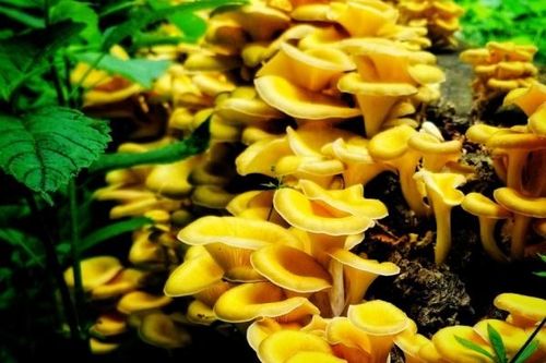 Nấm Tamogi - hỗ trợ tăng cường miễn dịch, tăng đề kháng cho người bệnh