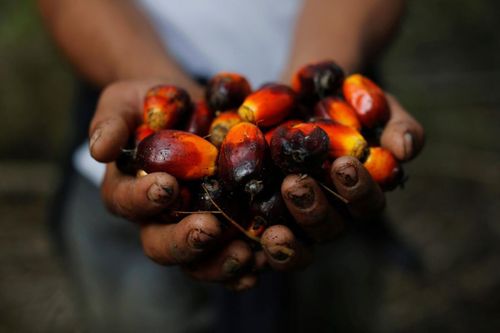 'Dầu cọ là món quà của Chúa' - Malaysia đối đầu chỉ trích của thế giới