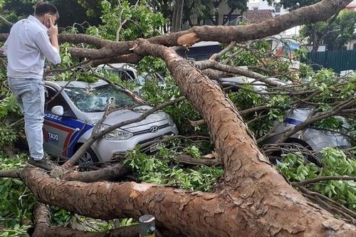 Hà Nội: Cây xà cừ đổ đè trúng 3 ô tô trên đường Trần Hưng Đạo