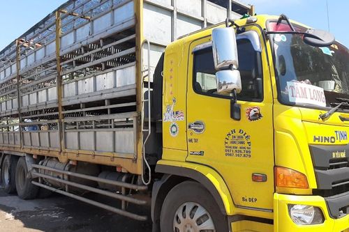 Gần 100 con lợn chết được ngăn chặn trước khi vào lò mổ lớn nhất Huế