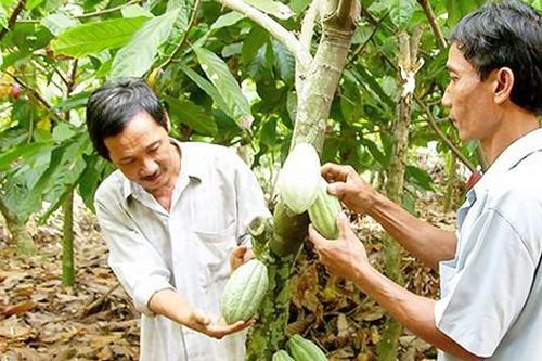 Diện tích cây ca cao ở Bình Phước giảm 50%