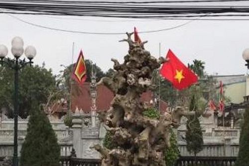 Phôi cây sanh như khúc củi khô nhưng có giá tiền tỷ