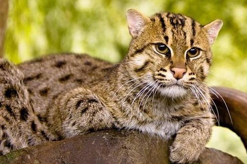Loài mèo hiếm ở Việt Nam cực giỏi bơi lặn, bắt cá 'thành thần'