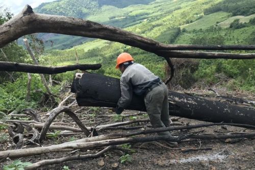 Vụ phá rừng tại tiểu khu 235 ở Bình Định: UBND tỉnh chưa đồng ý với báo cáo của Sở NN&PTNT