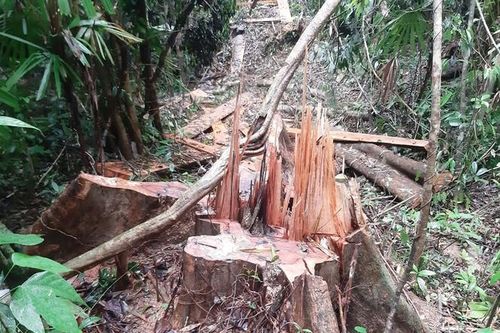Hạt trưởng Hạt kiểm lâm ở Quảng Nam bị dọa giết