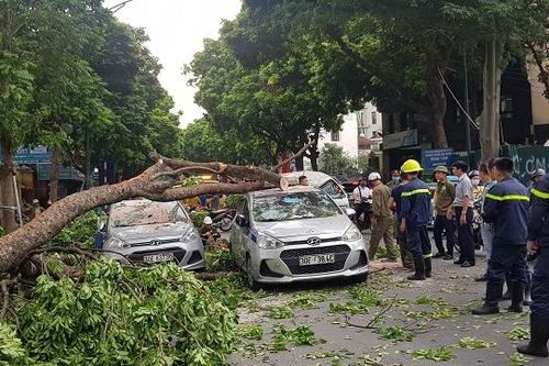 Hà Nội: Cành cây xà cừ lớn gãy, làm hỏng 3 xế hộp gần bệnh viện 108