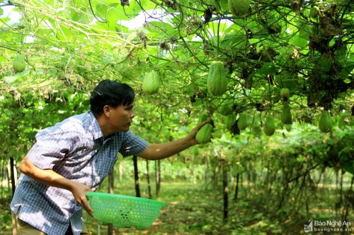 Quỹ Hỗ trợ phát triển hợp tác xã Nghệ An triển khai kế hoạch năm 2020