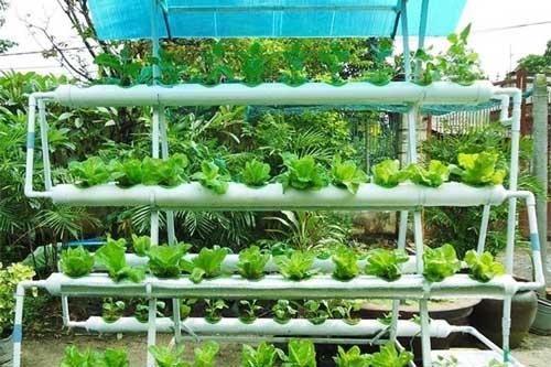 Mẹo trồng rau trên sân thượng giúp mẹ Việt 'nhàn tênh' mà rau củ vẫn chất lượng