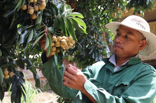 Đất hóa 'vàng' nhờ công nghệ