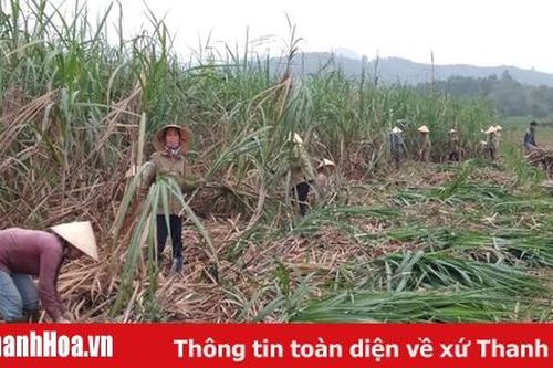 Chi bộ thôn Cẩm Lợi 2 - Điểm sáng trong công tác giảm nghèo