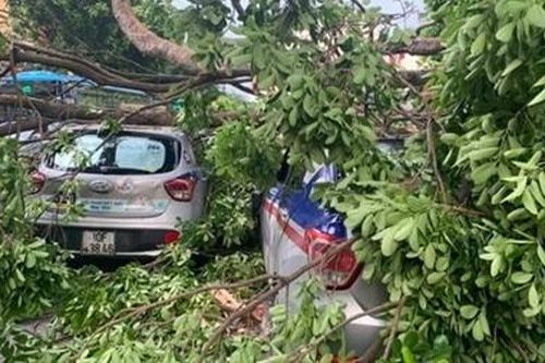 Xà cừ cổ thụ trong bệnh viện đổ 'đè bẹp' 3 ô tô